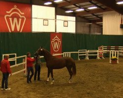 dressage horse Scalinus (Westphalian, 2011, from Sarkozy 3)