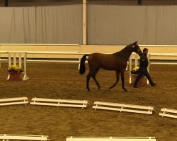 dressage horse Hengst von Ampere (Westphalian, 2011, from Ampère)