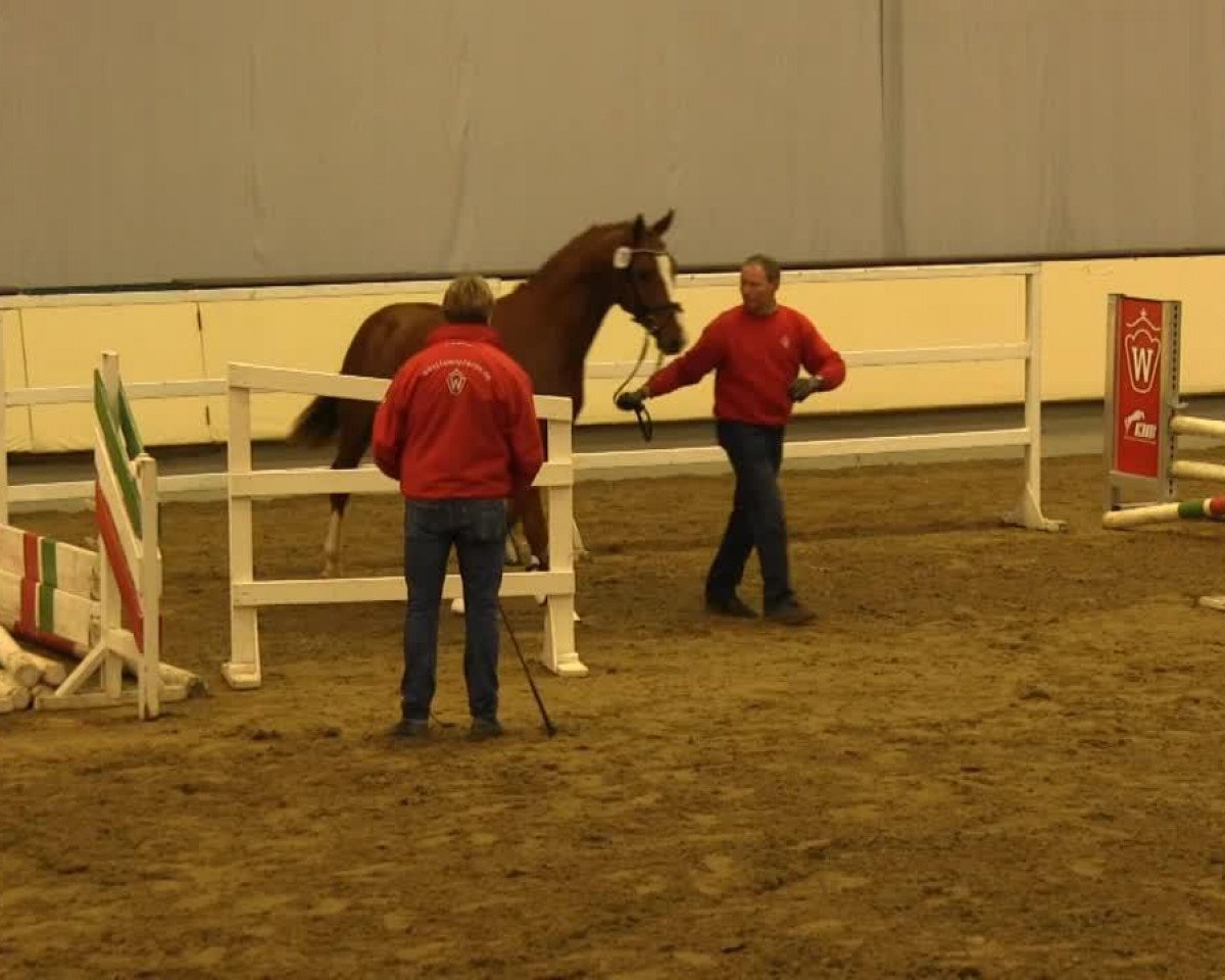 horse Funky Red Balloon (Westphalian, 2011, from Fidertanz)