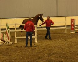 Pferd Funky Red Balloon (Westfale, 2011, von Fidertanz)