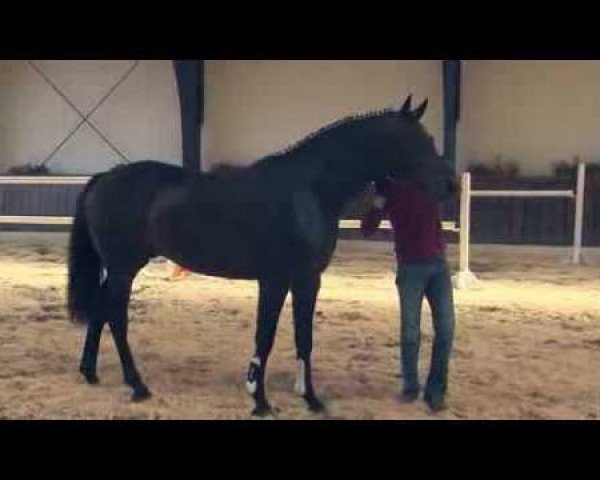 Pferd Number One d'Ive Z (Zangersheide Reitpferd, 2011, von Numero Uno)