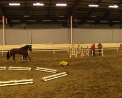 stallion Livano (Belgian Warmblood, 2011, from Diabeau)