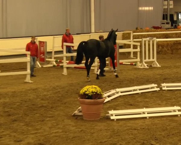 Pferd Alessio Coreleone (Westfale, 2011, von Arpeggio)