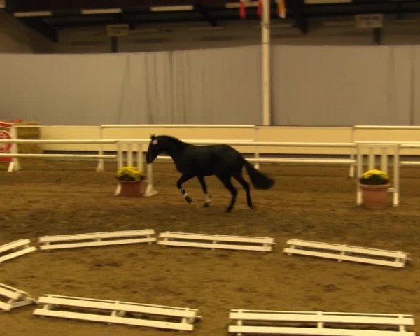 dressage horse Hengst von Ehrenpreis (Rhinelander, 2011, from Ehrenpreis)