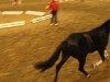 dressage horse Flagged by Dark M (Westphalian, 2011, from Fürst Fugger)