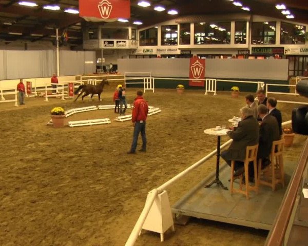 dressage horse Hengst von Fürst Romancier (Westphalian, 2011, from Fürst Romancier)