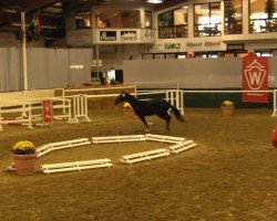 dressage horse Boss-a-Nova (Oldenburg, 2011, from Bretton Woods)