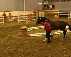 dressage horse Hengst von Flanagan / Ehrenpreis (Westphalian, 2011, from Flanagan)