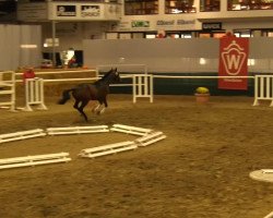 dressage horse Shakespeare (Westphalian, 2011, from Sir Donnerhall I)