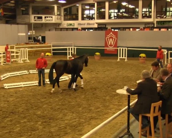 dressage horse Duke 294 (Westphalian, 2011, from Diamond Hit)