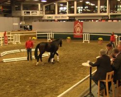 dressage horse Duke 294 (Westphalian, 2011, from Diamond Hit)