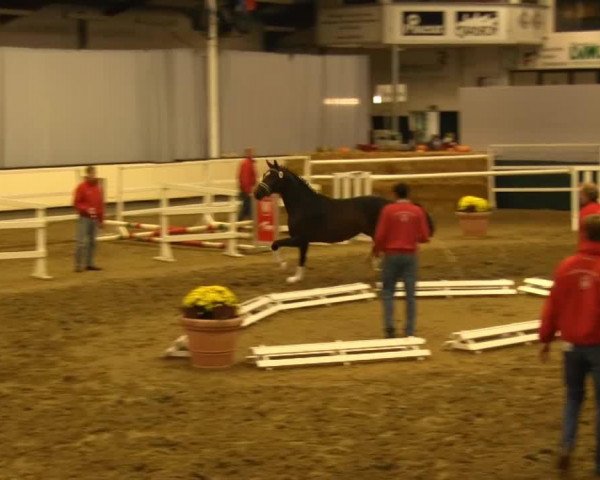 dressage horse Feingold R (Oldenburg, 2011, from Fürst Fugger)