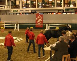 dressage horse Rocky Balboa 32 (Westphalian, 2011, from Rocky Lee)