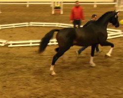 dressage horse Kingsland 6 (Westphalian, 2011, from Kaiser Karl)