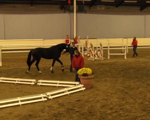 dressage horse Hengst von Silbermond (Westphalian, 2011, from Silbermond)