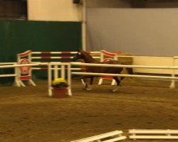 jumper Gregor Woods (KWPN (Royal Dutch Sporthorse), 2011, from Bretton Woods)