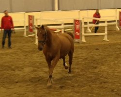 jumper Laszlo van de Peerdebos (Belgian Warmblood, 2011, from Kalaska de Semilly)