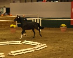 dressage horse Hengst von Fürstenball (Hanoverian, 2011, from Fürstenball)