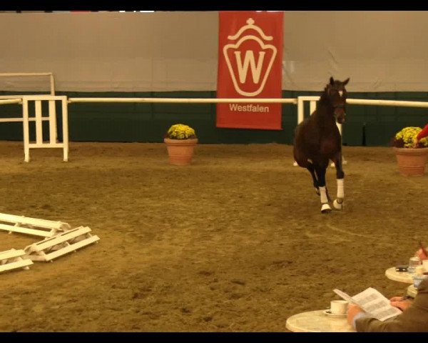 dressage horse Good as Gold (KWPN (Royal Dutch Sporthorse), 2011, from Rosengold)