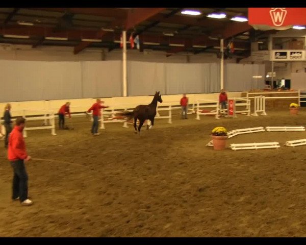 dressage horse Hengst von Vivaldi (KWPN (Royal Dutch Sporthorse), 2011, from Vivaldi)