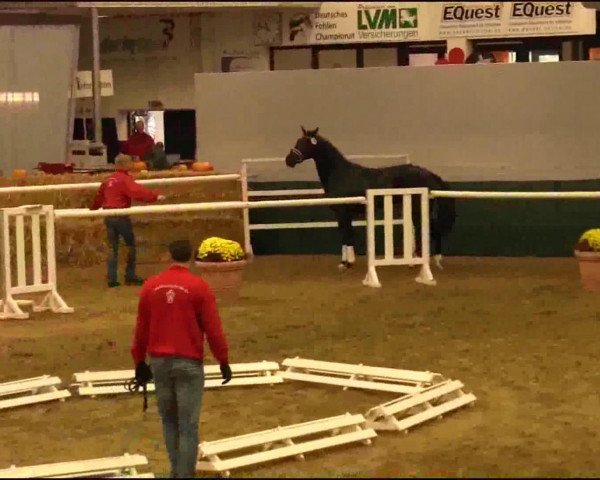 dressage horse Gucci VDL (KWPN (Royal Dutch Sporthorse), 2011, from Voice)