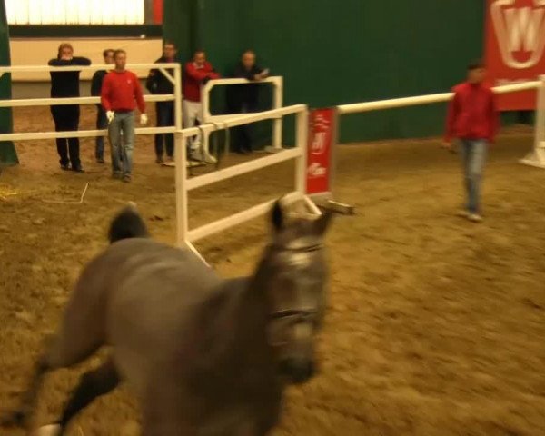 horse Coconut D'ive Z (Zangersheide riding horse, 2011, from VDL Cardento 933)
