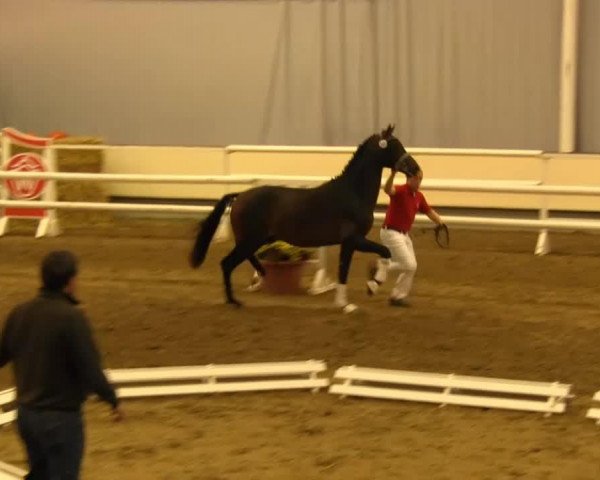 stallion Gallardo Sw (KWPN (Royal Dutch Sporthorse), 2011, from Bretton Woods)