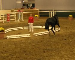 dressage horse Galopin (KWPN (Royal Dutch Sporthorse), 2011, from Fürst Romancier)