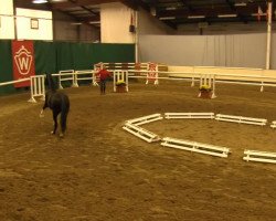 dressage horse Be Good (Westphalian, 2011, from Bretton Woods)