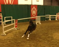 dressage horse Hengst von Bordeaux (Oldenburg, 2011, from Bordeaux 28)