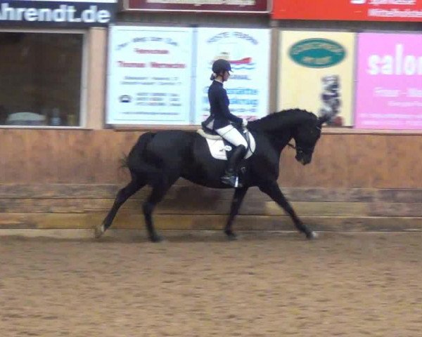 dressage horse Frederick E (Trakehner, 2004, from Hercules)