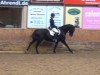 dressage horse Frederick E (Trakehner, 2004, from Hercules)