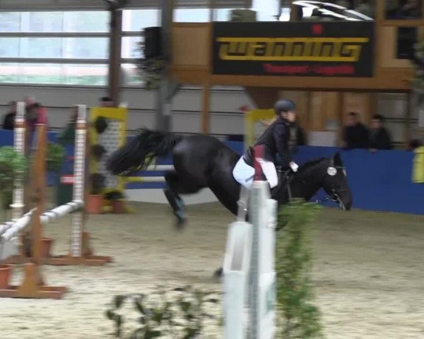 jumper Black Lady 51 (KWPN (Royal Dutch Sporthorse), 2006)