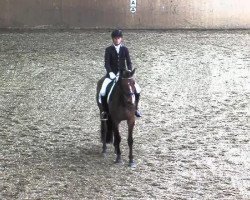 dressage horse Herzelinde (Mecklenburg, 2009, from Herzensdieb)