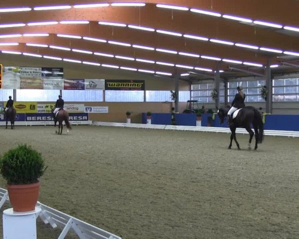 dressage horse Sly Temptation (Hanoverian, 2010, from Swarovski)