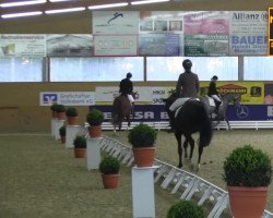 dressage horse Alessio 22 (Hanoverian, 2009, from Avagon)