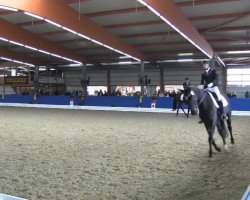 dressage horse Locksley's Sun (Rhinelander, 2009, from Lord Loxley I)