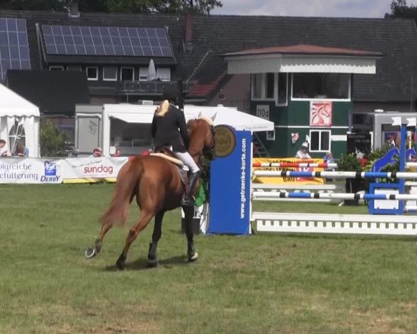 jumper Quickstep 33 (Hanoverian, 2006, from Quidam's Rubin)