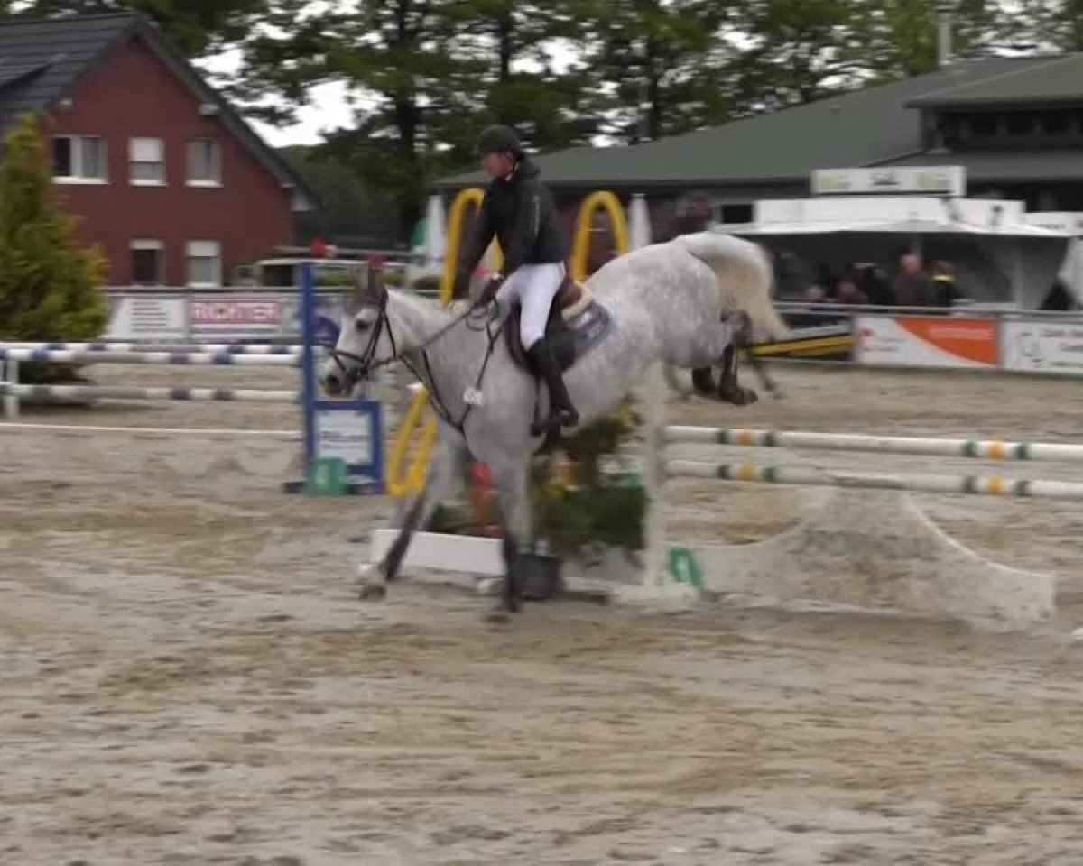 jumper Clinta (Westphalian, 2009)