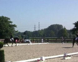 dressage horse Suana Gold (Oldenburg, 2009, from Serano Gold)