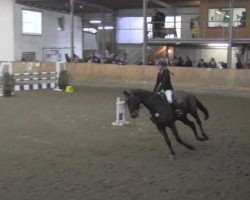 Springpferd Grancian (Deutsches Reitpferd, 2006, von Moosbachhofs Goldwing)