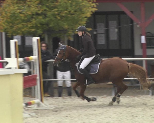 Reitturnier Achern 2020