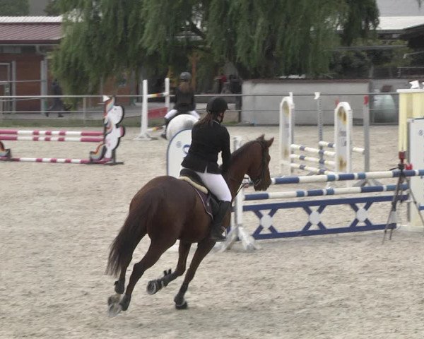 Reitturnier Achern 2020