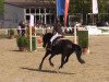 jumper Bronco (Zangersheide riding horse, 2007, from Balou du Rouet)