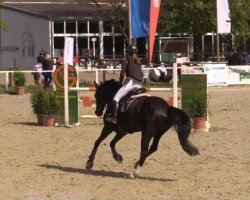 jumper Bronco (Zangersheide riding horse, 2007, from Balou du Rouet)