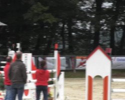 jumper Quali Champ (Oldenburg show jumper, 2008, from Quality 9)