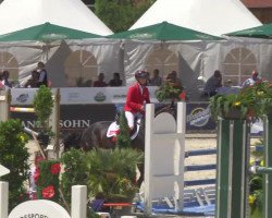 jumper Cardinal de L'Air (Oldenburg show jumper, 2008, from Carenzo)