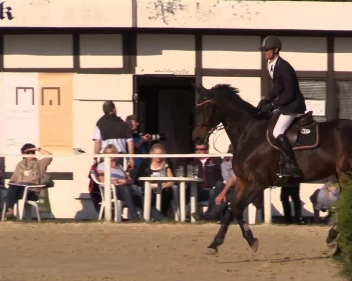 jumper Elisir Song del Shanti 2 (Italian Warmblood, 2000, from Ahorn)