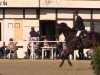 jumper Elisir Song del Shanti 2 (Italian Warmblood, 2000, from Ahorn)