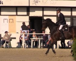 jumper Elisir Song del Shanti 2 (Italian Warmblood, 2000, from Ahorn)